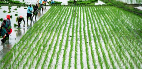 agrischemes260925